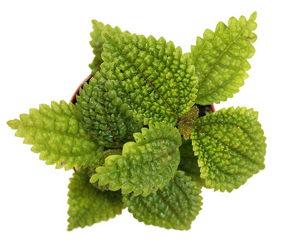 Moon Valley Pilea